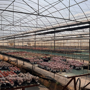 <span class=keywords><strong>Echeveria</strong></span> Agavoides 'Robin', Suculenta Pequeña Ecológica para Decoración Interior/Exterior del Hogar, Ideal para Espacios Pequeños - Product Image 6