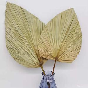Nouveau conçu fleur séchée feuille d'éventail feuille de palmier séchée naturelle pour la décoration de fête de mariage Vase bureau maison Boho décor - Product Image 6