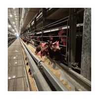 Cage à poules automatique de type H en acier galvanisé pour l'élevage de poules pondeuses