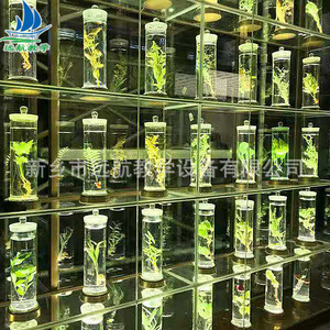 Plantes succulentes Arisaema, spécimens de luxe pour salle de formation, musée d'échantillons, enseignement sur la préservation des couleurs des succulentes. - Product Image 2