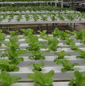 Sistema de <span class=keywords><strong>agricultura</strong></span> hidropónica Nft, canal de plástico para fresa, invernadero de jardín - Product Image 5