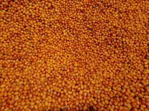 Baies pulpe de fruit Iqf prix de l'argousier frais congelé - Product Image 2