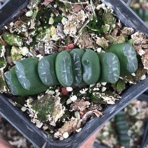 1,18 "-1,9" Haworthia Truncata "Weng" IndoorPlants Plantas ornamentales al por mayor para vivero - Product Image 5