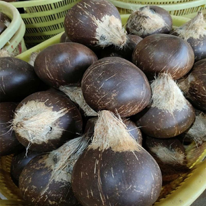 Máquina pulidora de coco joven mejorada para pulir cáscaras y tazas de coco, pulidora de coches, disponible en Coconut Creek - Product Image 6