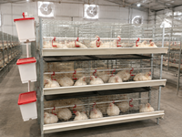 Cage à poulets de type H pour l'élevage moderne et automatique de poulets de chair au Nigeria