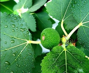 Китайский завод, Лидер продаж, экстракт листьев фигового дерева в порошке - Product Image 5