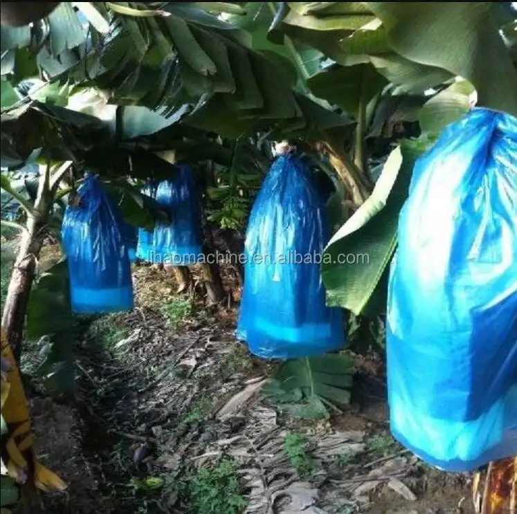 Bolsas De Platico Para Planta De Banano