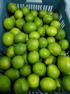 Citron vert frais sans pépins VIOT Vietnam Qualité d'exportation pour le marché européen Norme GlobalGAP Citron vert en vrac Fournisseur d'usine 6cm 0.1kg - Product Image 6