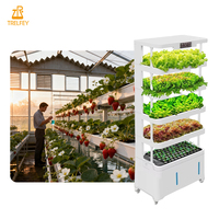 Usine commerciale de culture hydroponique pour légumes-feuilles, laitues et fraises – Système hydroponique pour salades