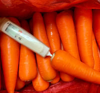 Carottes fraîches de qualité supérieure, carton de 10 kg, tailles S, M, L, norme d'exportation