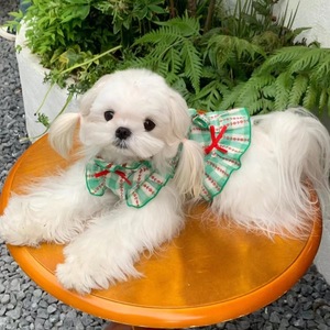 Ropa de Lujo Clásica y Moderna para Perros de Poliéster para Verano, Otoño y Primavera, Vestido para Mascotas con Diseño Divertido y Correa Estilo Picnic - Product Image 4