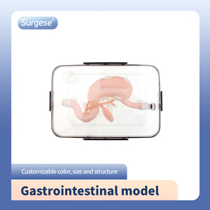 Gastrointestinal Model (üst sindirim sistemi), gastroskop ve <span class=keywords><strong>Duodenoscope</strong></span> gibi ekipmanların muayenesini ve kullanımını destekler - Product Image 4