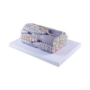 चिकित्सा शिक्षा के लिए Pvc मानव चिकनी मांसपेशी ऊतक फाइबर मॉडल शारीरिक अध्ययन - Product Image 4