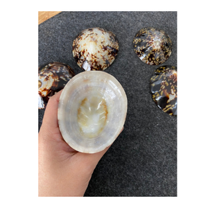 5cm coquilles de patelle coquillage naturel patelles coquillage poli récolté au Vietnam grande quantité prêt en stock - Product Image 6