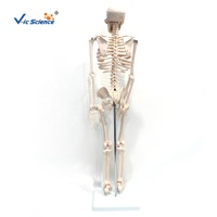 Squelette humain grandeur nature 85 cm avec 4 courbures et articulations mobiles pour la formation orthopédique CE ISO ROHS CNAS