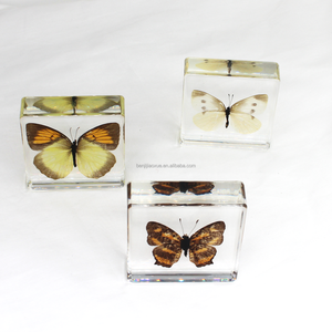 Recursos didácticos, exhibición de artesanías de resina, espécimen de mariposa Real, colección de espécimen preservado de mariposa, regalos para niños - Product Image 5