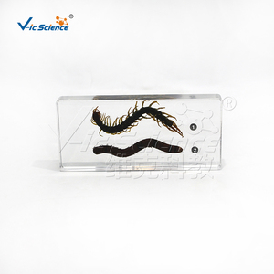 Spécimen Comparatif de Centipède et Mille-pattes Embossé dans la Résine – Échantillon d'Arthropode pour l'Enseignement Zoologique – CE/ISO/ROHS/CNAS - Product Image 3