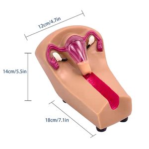 Dispositivo Intrauterino <span class=keywords><strong>Anticonceptivo</strong></span> Femenino y Herramienta de Entrenamiento con Órganos Removibles para Prácticas de Aprendizaje, con Certificación CE/ISO - Product Image 4