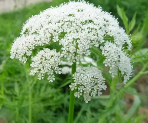 Extrait de fruité Cnidii à base de plantes énergétiques, extrait de Cnidium <span class=keywords><strong>Monnier</strong></span> - Product Image 2