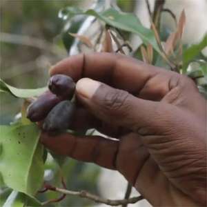 Hl Biologische Body Massage Oliën Bulk Leverancier, 1Kg 100 Natuurlijke Tanzania <span class=keywords><strong>Syzygium</strong></span> <span class=keywords><strong>Aromaticum</strong></span> <span class=keywords><strong>Extract</strong></span>, Kruidnagelknop Etherische Olie Prijs - Product Image 4