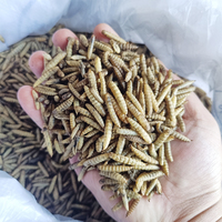 Larves séchées de mouche soldat noire Bioforte - Riche en protéines et en calcium, stérilisées au micro-ondes, ingrédients pour l'alimentation des crevettes blanches du Pacifique et des homards
