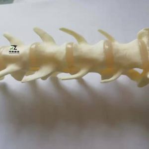 Modèle anatomique de squelette lombaire canin en PVC avancé Ciiizaoo Animal 703 pour l'enseignement - Product Image 4