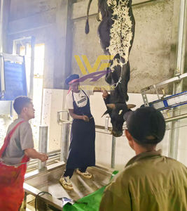 Máquina de línea de sacrificio de ganado <span class=keywords><strong>ritual</strong></span> con equipos de matadero Halal Maquinaria de carnicería - Product Image 3