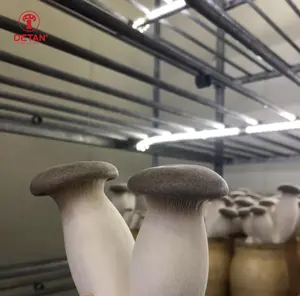 Detan Fresh Crown Bottle Pleurotus Eryngii King Oyster Mushroom