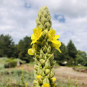 Té de Hoja de Gordolobo Herbal Natural Puro OEM en Oferta para la Limpieza Pulmonar y el Apoyo Respiratorio, Sin OMG, Apto para Adultos, Antioxidante - Product Image 4