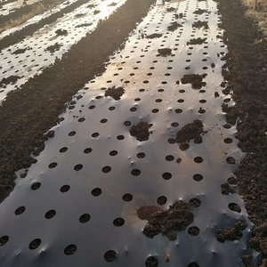 Fabricantes Directo Posición de agujero natural Capa de mantillo manual Protección de plantas Mantillo agrícola - Product Image 4