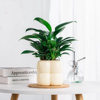 Pot de fleurs auto-arrosant en résine plastique épaissie, design à trois couches de bulles, respirant, translucide, résistant à la corrosion