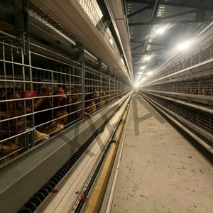 Galvanized Chicken Coop <strong>Cage</strong> H Type Layer Chicken Coop for 200 Birds, Space Saving - Product Image 4