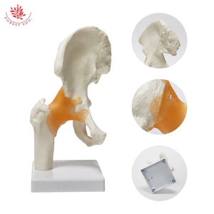 Articulación <span class=keywords><strong>de</strong></span> cadera humana y modelo <span class=keywords><strong>de</strong></span> ligamento <span class=keywords><strong>de</strong></span> <span class=keywords><strong>la</strong></span> articulación femoral FRT028 modelo <span class=keywords><strong>de</strong></span> <span class=keywords><strong>enseñanza</strong></span> médica <span class=keywords><strong>de</strong></span> articulación <span class=keywords><strong>de</strong></span> cadera <span class=keywords><strong>de</strong></span> anatomía grande Natural - Product Image 2
