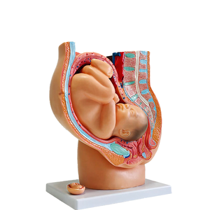 Modèle de fœt de <span class=keywords><strong>neuf</strong></span> <span class=keywords><strong>mois</strong></span> avec <span class=keywords><strong>grossesse</strong></span> dans le bassin, modèle d'accouchement - Product Image 2