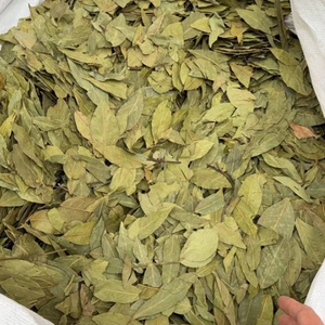 Daun Salam Mentah Premium Segar Utuh untuk Campuran Rempah-rempah Kuliner Ekspor Grosir