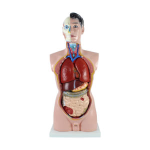 Modè<span class=keywords><strong>le</strong></span> de système d'anatomie humaine de torse anatomique médical masculin de 85cm - Product Image 1