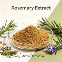 Extrait de romarin de haute qualité en poudre, acide carnosique 10% 60% 70%, extrait de Rosmarinus Officinalis pour compléments alimentaires en vrac