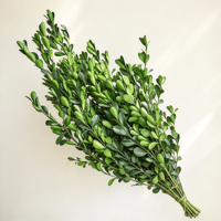 Buket Bunga Boxwood Alami yang Diawetkan, Bunga Kering, Daun Hijau, Ramah Lingkungan, Tahan Lama, untuk Hari Ibu, Hari Valentine, Festival