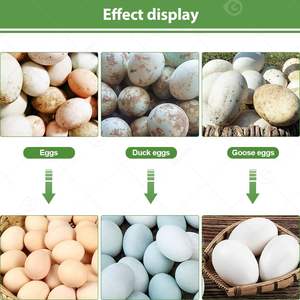 Pequeña máquina automática limpiadora de cepillos, equipo mini lavador de conchas, máquina para limpiar y clasificar huevos - Product Image 4