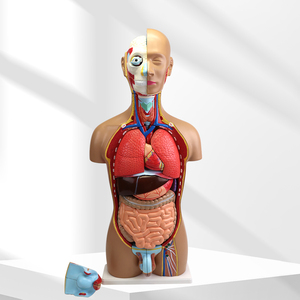 Torso humano de doble sexo, músculo humano, modelo anatómico, ciencia médica, 85cm de alto, 36 piezas, venta al por mayor - Product Image 1