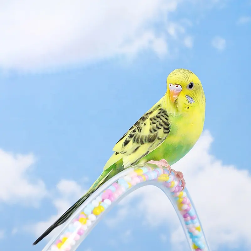 Percha de pássaro transparente em PVC PU acrílico, suporte colorido para decoração de doces e papagaios, estação de pássaros de 40 cm e 80 cm
