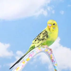 Güzel 40cm 80cm şeffaf kuş levrek PVC PU akrilik oyun standı renkli şeker dekore papağan kuş istasyonu sopa