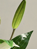 Plante artificielle en pot de lys, fausse fleur de lys, bonsaï avec pot noir pour la décoration de la maison, du bureau, des tables de mariage et de fête
