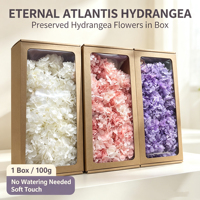 Groothandel Gedroogde Hortensia Atlantis 100g Gedroogde Bloemen Korte Steel Arrangement Langdurig 3-5 Jaar Valentijnsdag