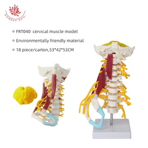 Model tulang belakang serviks manusia FRT040 dengan otot, syaraf, corong, pengajaran obat tulang belakang, dan Model tulang yang dapat dilepas - Product Image 6