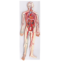 Simulador 3D de Circulación, Modelo de Sistema Circulatorio Humano para Enseñanza de Anatomía Médica