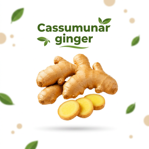 Raíz Fresca de Jengibre Cassumunar de Alta Calidad para Alimentos, Bebidas, Suplementos Herbales y Suministro a Granel para Exportación - Product Image 1