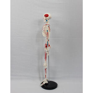 Maniquí de PVC DARHMMY de 85 cm <span class=keywords><strong>con</strong></span> Esqueleto de <span class=keywords><strong>Cuerpo</strong></span> Completo, Músculos Numerados <span class=keywords><strong>y</strong></span> Columna Vertebral Detallada para Enseñanza Médica - Product Image 2