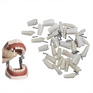 แบบจำลองทางกายวิภาคสำหรับการ<span class=keywords><strong>ฝึก</strong></span>ตรวจทางทันตกรรมข้ามพรมแดน <span class=keywords><strong>ก</strong></span>ารเตรียมฟัน 5 ซี่ และการเปิดรา<span class=keywords><strong>ก</strong></span>ฟัน <span class=keywords><strong>พ</strong></span>ร้อมเม็ดฟันจำลอง - Product Image 1