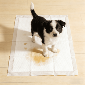 Tapis d'entraînement jetables pour chiots 60x90cm 6 couches, super absorbants, plusieurs tailles disponibles - Product Image 1